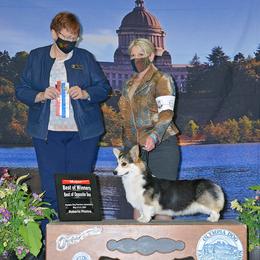Teti - Pembroke Welsh Corgi