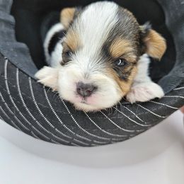 Yorkshire Terrier Puppies from Lady A's Yorkies