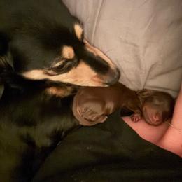Dachshund puppies from Furry Godmother Pups