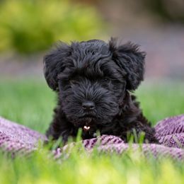 Miniature Schnauzer Puppies from Star Schnauzers