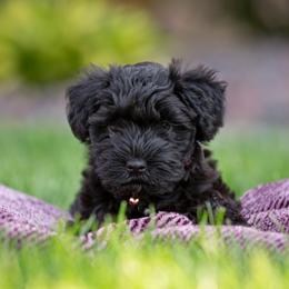 Miniature Schnauzer Puppies from Star Schnauzers