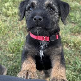 Border Terrier Puppies from Windy Lane Border Terriers