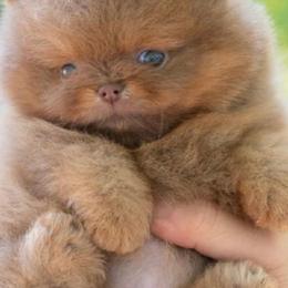 Chihuahuas and Pomeranians from Exotic City Pomeranians and chihuahuas