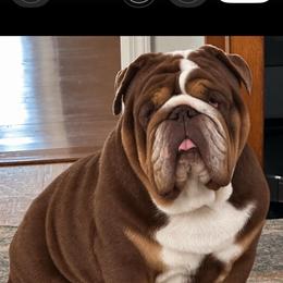 CK - Bulldog