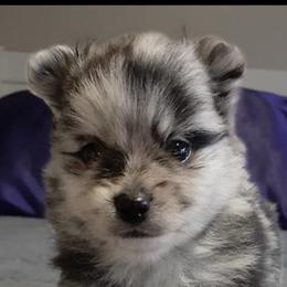 Frankie - Blue merle male Pomeranian puppy in Jackson, New Jersey from Peapod Pomeranians