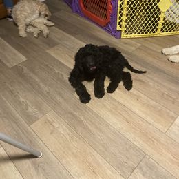 Bernedoodle Puppies from Bruce and Emma Doodles