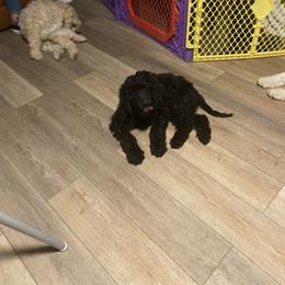 Bernedoodle Puppies from Bruce and Emma Doodles