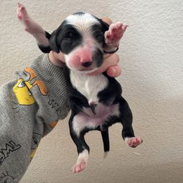 Orange Girl - Black and white female Sheepadoodle puppy in Kissimmee, Florida from Sunflower Family Farms