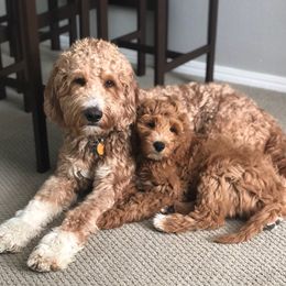 Bentley - Goldendoodle