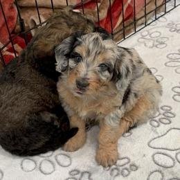 Pepper - Blue merle female Aussiedoodle puppy in Nottingham, Pennsylvania from Nottingham Aussiedoodles