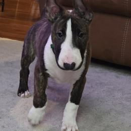 Bull Terrier Puppies from Lynn Hill Bull Terriers