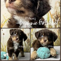 (5) Velvet, RTF - Red tri-color female Miniature American Shepherd puppy in Huntington, Texas from JKKJ Farms, LLC