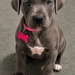 Abilene - Blue female Great Dane puppy in Carencro, Louisiana from Halsey Danes