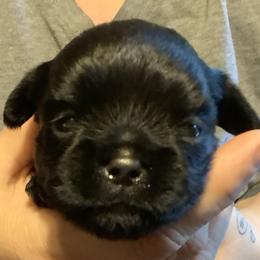Everest - Black female Brussels Griffon puppy in Croswell, Michigan from Pine Haven Brussels Griffons LLC