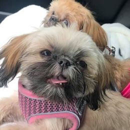 Shih Tzus from The Better Bred Shih Tzu