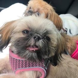Shih Tzus from The Better Bred Shih Tzu