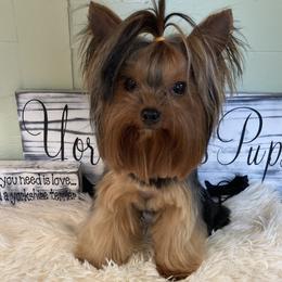 Yorkshire Terrier puppies from York Girl’s Pups