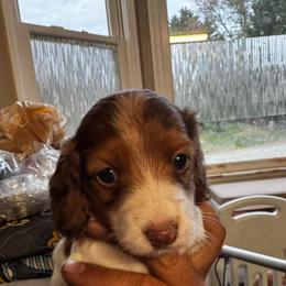 Chocolate - Piebald female Dachshund puppy in Easley, South Carolina from Castle Hill Doxies, LLC