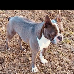 Gem - Boston Terrier