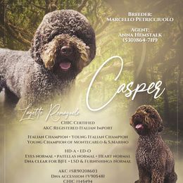 Lagotto Romagnolo puppies from Anna’s Lagottos