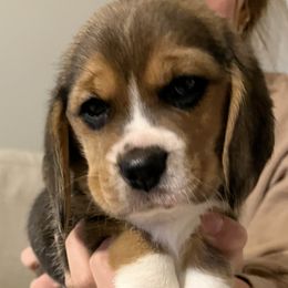 Boy 1 - Black tan and white Beagle puppy in Crawfordville, Indiana from Flatbroke Beagles