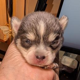 Colby - 2500 - Blue male Pomsky puppy in Spring Hill, Florida from www.PuppyTimeEmporium.com