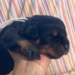 Lightening - Black and mahogany male Rottweiler puppy in Crothersville, Indiana from The Solid Rock Kennel