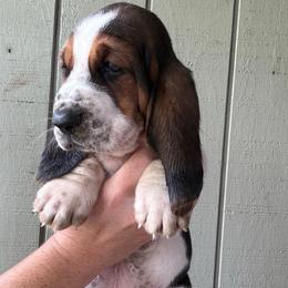Boy 1 - Black brown and white male Basset Hound puppy in St. Cloud, Florida from Fancy Hounds