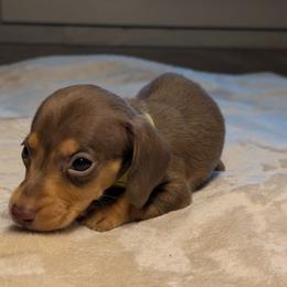 Poseidon - Chocolate male Dachshund puppy in Waddell, Arizona from The Bearded Companions