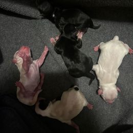 Maltese, Morkie, Poodle, and Yorkshire Terrier Puppies from YorkiesPawsLife