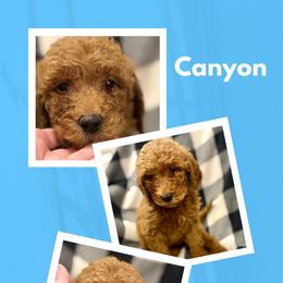 Canyon - Red  male Goldendoodle puppy in Bluefield, Virginia from Love on a Leash