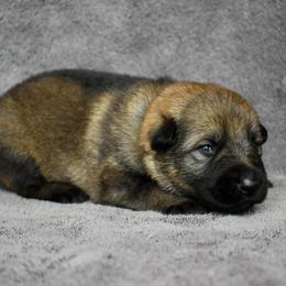 Orange - Sable male German Shepherd puppy in Cherryville, North Carolina from Masky Kennel