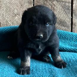 Hickory nut - Black tri-color male Australian Shepherd puppy in Whitwell, Tennessee from Owl Hollow Farm