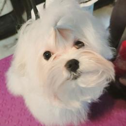 Ash - White male Maltese puppy in Dwight, Nebraska from Meliora Maltese