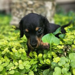 Mini - Black and tan female Dachshund puppy in Goodman, Missouri from Jessica's Dashing Dachsunds and Chihuahuas