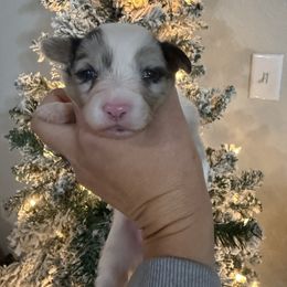 Autumn-Full Fluffy - Blue merle and white female American Corgi puppy in Paradise, Texas from Bar S Corgis