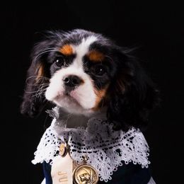 Cavalier King Charles Spaniels from RoyalSpaniel