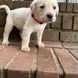 Labradoodle and Labrador Retriever Puppies from Moore than Dogs