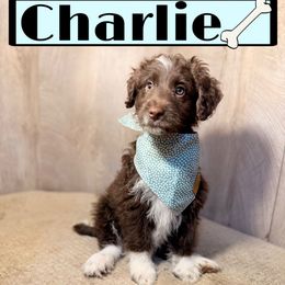 Charlie - Brown and white male Aussiedoodle puppy in Valdosta, Georgia from Designer Doodles of South GA