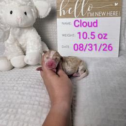 Cloud - Brown and white female Sheepadoodle puppy in Cornelia, Georgia from Yates Family Farm