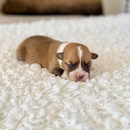 Ace - Red male Pembroke Welsh Corgi puppy in Payson, Utah from Spring Creek Aussies + Corgis
