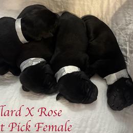 First Pick Female - Black female Labrador Retriever puppy in Greater Houston Area, Texas from Coram Deo Retrievers