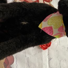 Poodles from Stoney Ridge Standard Poodles