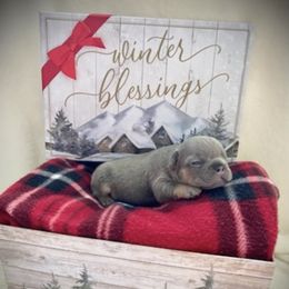 French Bulldogs from LaFlorida Frenchies