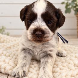Benji - Parti male Miniature Schnauzer puppy in Magalia, California from NorCal Schnauzers
