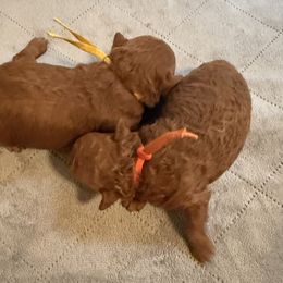 Autumn - Red  female Poodle puppy in Auburn, Alabama from Coasta J’s Poodles LLC