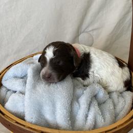Birdie - Brown female Lagotto Romagnolo puppy in Minster, Ohio from 1880 Lagotto