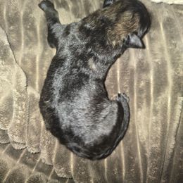 Orian - Gray and black male Keeshond puppy in Logan, Ohio from Hocking Hills Keeshonds