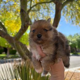 Rusty AKC Merle Male - Orange sable male Pomeranian puppy in Las Vegas, Nevada from POM SOCIETY
