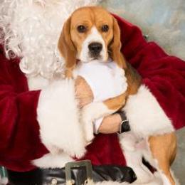 Beagles from Happy Hounds Kennel